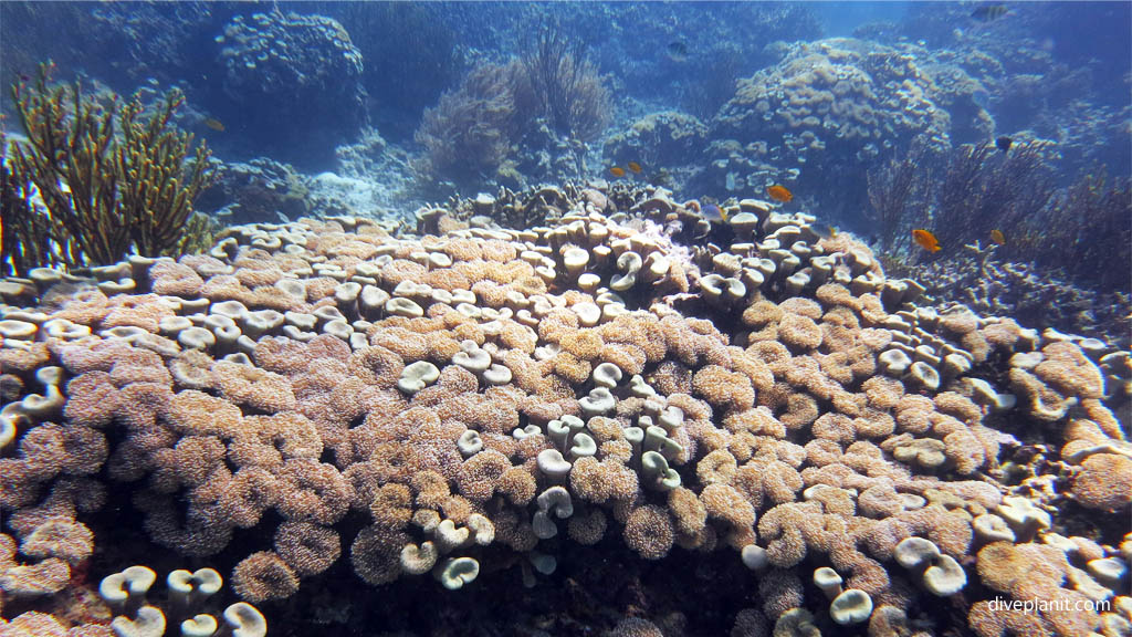 coral garden menjangan
