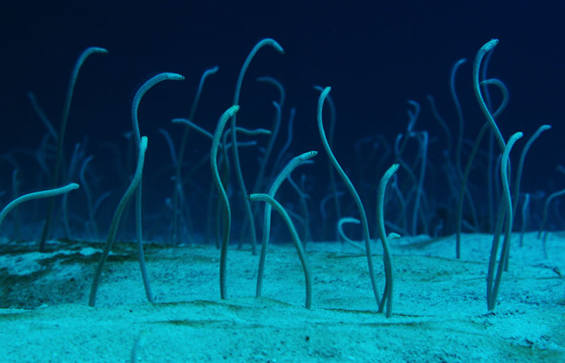 garden eel menjangan