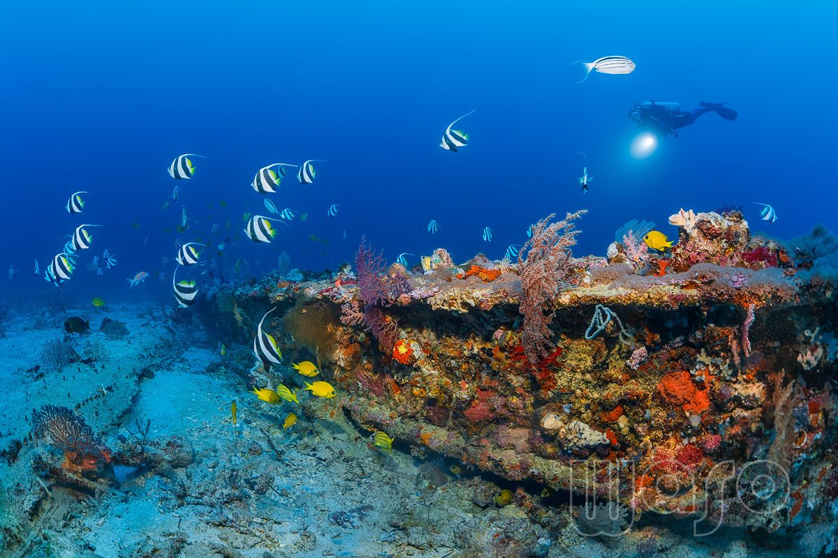 anker wreck menjangan